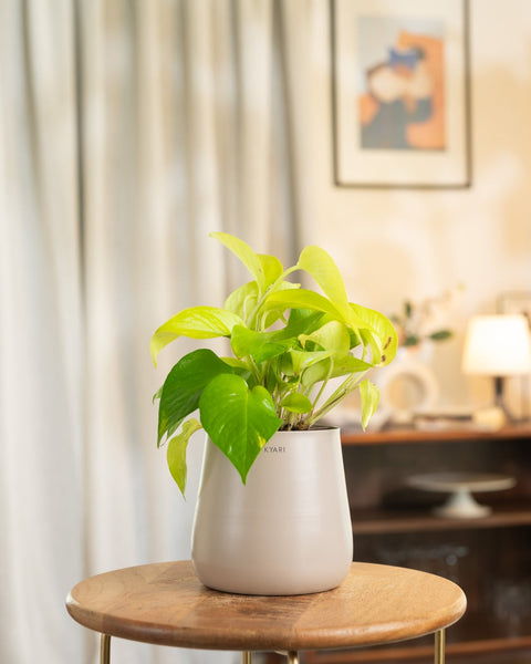 Golden Money Plant with Medium Metal Self Watering Pot