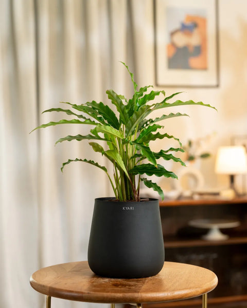 Calathea Rufibarba Plant with Medium Metal Self Watering Pot