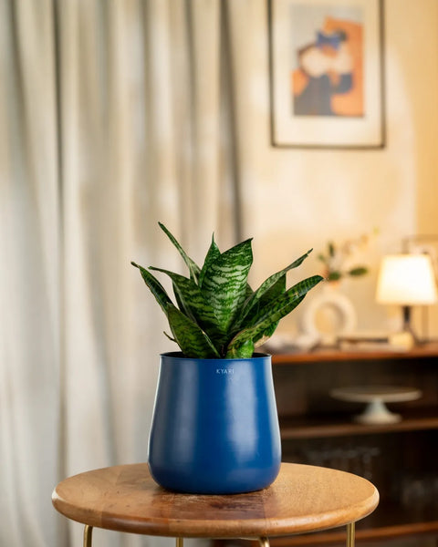 Green Snake Plant with Medium Metal Self Watering Pot