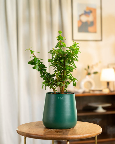 Lucky Jade Plant with Medium Metal Self Watering Pot