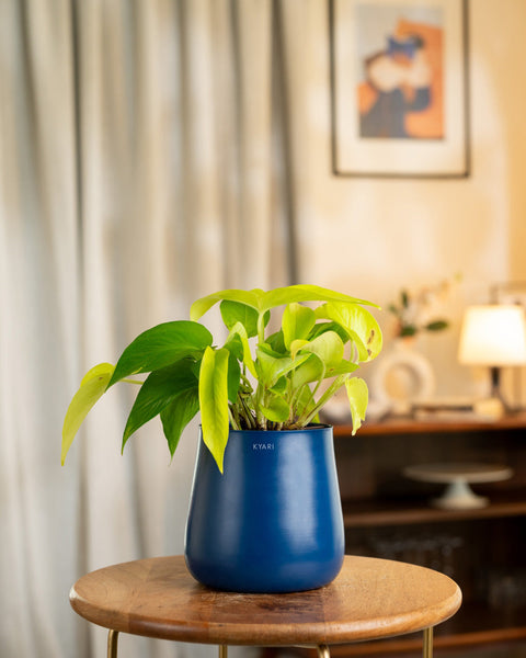 Golden Money Plant with Medium Metal Self Watering Pot