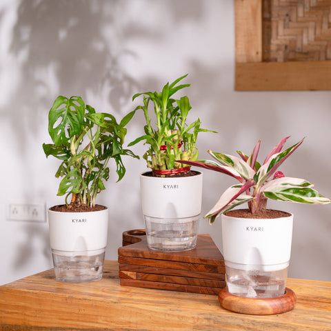 Broken Heart, Lucky Bamboo & Calathea Triostar Plant Combo
