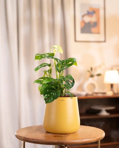 Philodendron Broken Heart Plant with Medium Metal Self Watering Pot