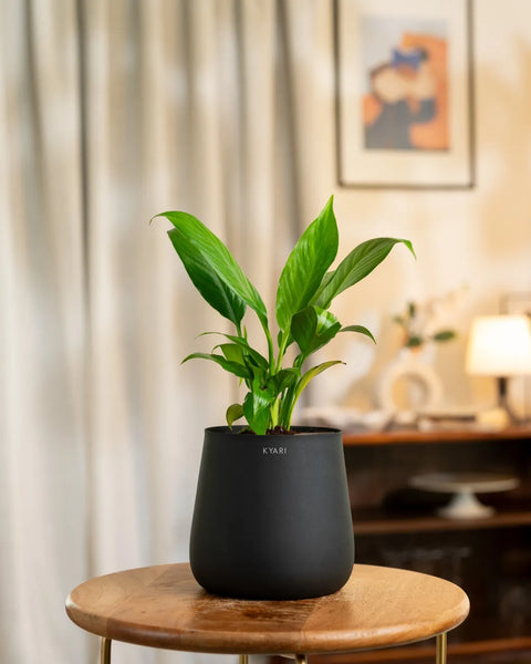 Peace Lily Plant with Medium Metal Self Watering Pot