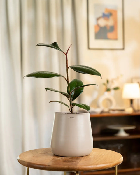 indoor rubber plant watering Black Rubber Plant with Medium Metal Self Watering Pot – shop.kyari