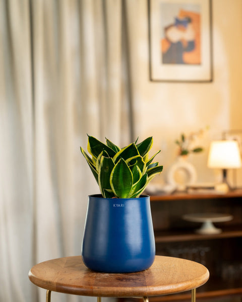 Golden Hahnii Snake Plant with Medium Metal Self Watering Pot