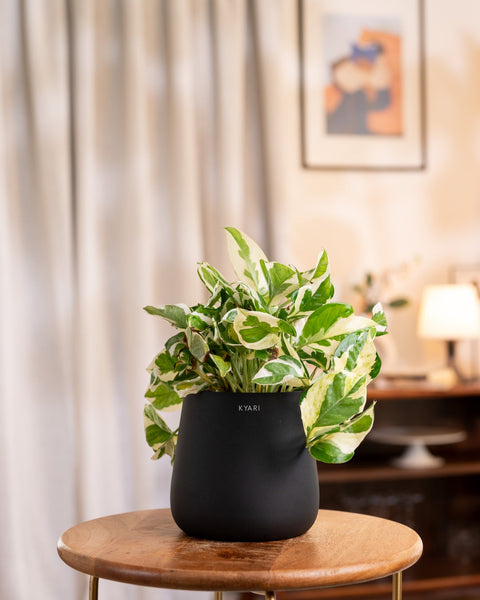 Money N'Joy Plant with Medium Metal Self Watering Pot
