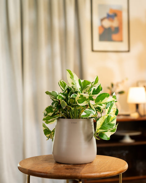 Money N'Joy Plant with Medium Metal Self Watering Pot