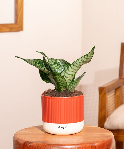 Green Snake Plant With Mylo Self Watering Pot