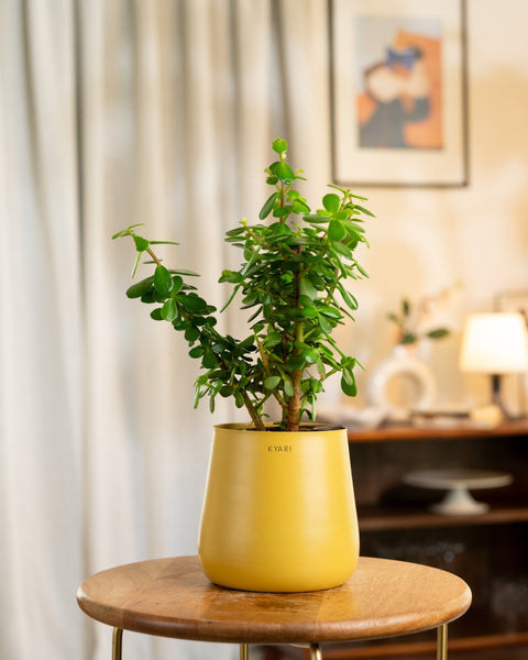 Lucky Jade Plant with Medium Metal Self Watering Pot