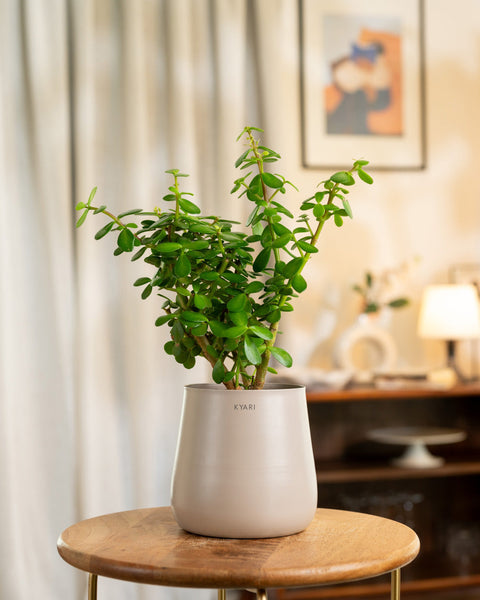 Lucky Jade Plant with Medium Metal Self Watering Pot
