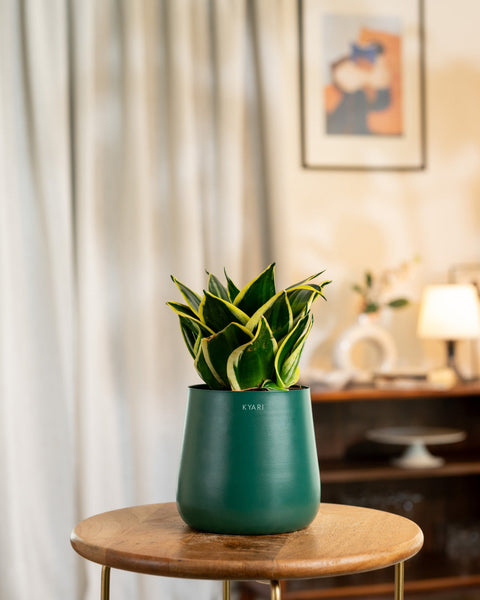 Golden Hahnii Snake Plant with Medium Metal Self Watering Pot