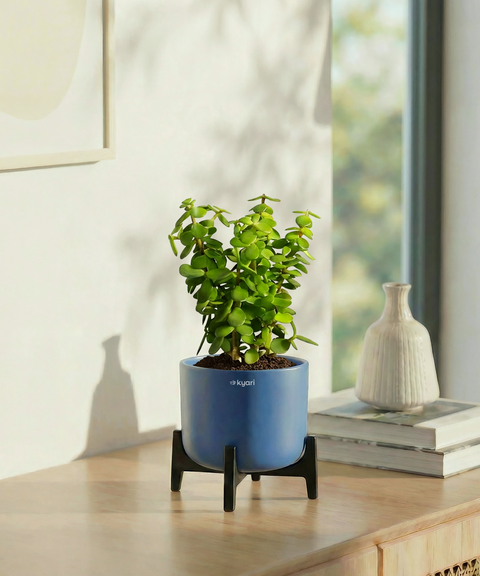 Jade Plant with Aira Pot