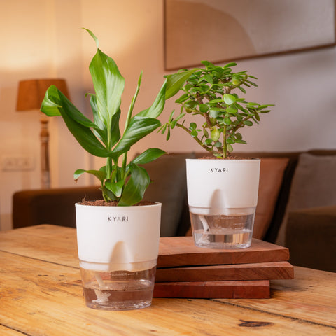 Lucky Jade & Peace Lily Plant Combo Self Watering Pot