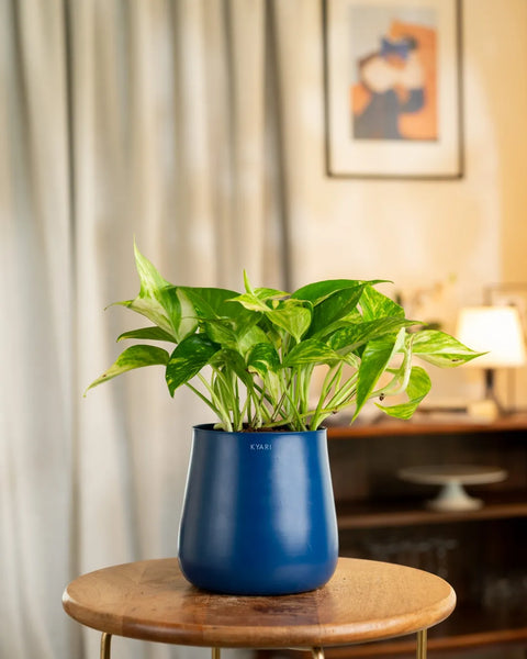 Money Variegated Plant with Medium Metal Self Watering Pot