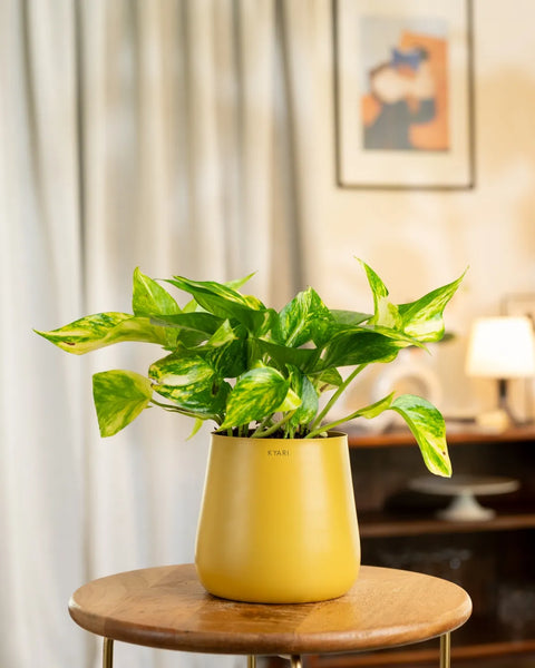 Money Variegated Plant with Medium Metal Self Watering Pot