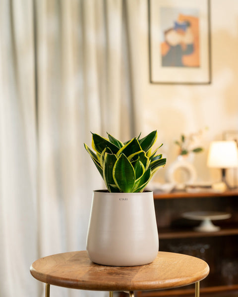 Golden Hahnii Snake Plant with Medium Metal Self Watering Pot