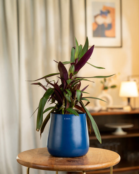 Oyster Plant with Medium Metal Self Watering Pot