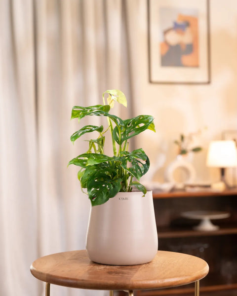 Philodendron Broken Heart Plant with Medium Metal Self Watering Pot