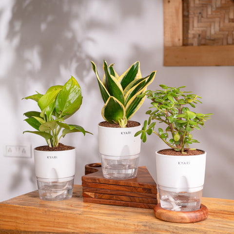 Lucky Jade, Golden Money & Golden Hahnii Snake Plant Combo