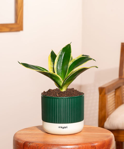 Golden Hahnii Snake Plant With Mylo Self Watering Pot - Paytm Exclusive