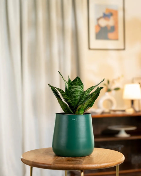Green Snake Plant with Medium Metal Self Watering Pot