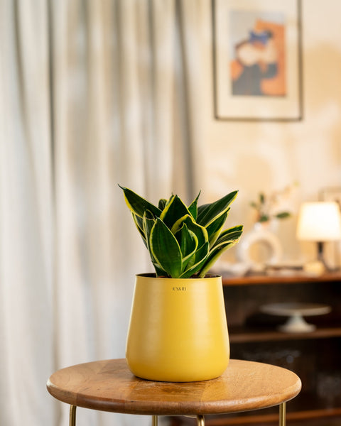 Golden Hahnii Snake Plant with Medium Metal Self Watering Pot