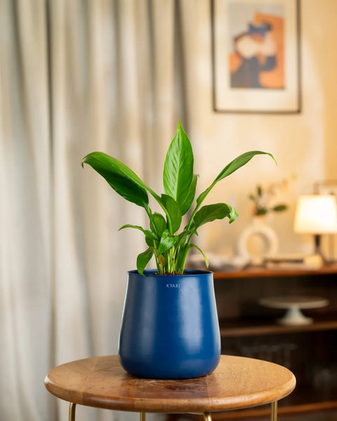 Peace Lily Plant with Medium Metal Self Watering Pot
