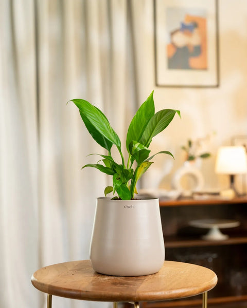 Peace Lily Plant With Self Watering Pot