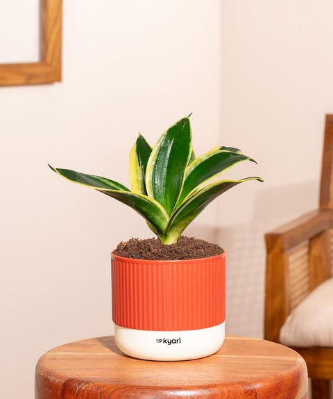 Golden Hahnii Snake Plant With Mylo Self Watering Pot - Paytm Exclusive