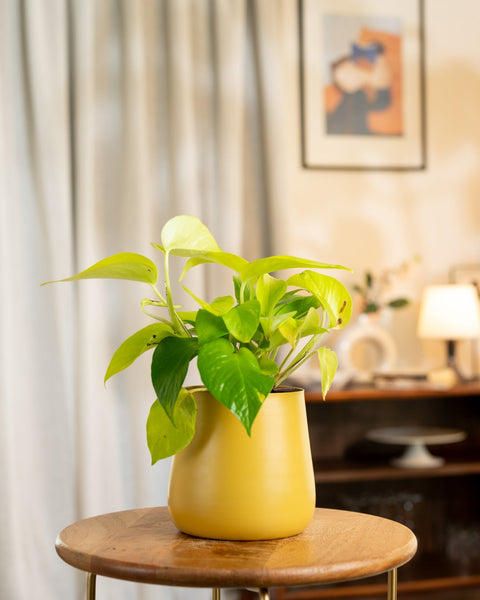 Golden Money Plant with Medium Metal Self Watering Pot