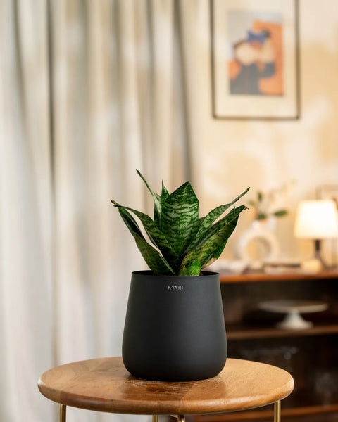 Green Snake Plant with Medium Metal Self Watering Pot