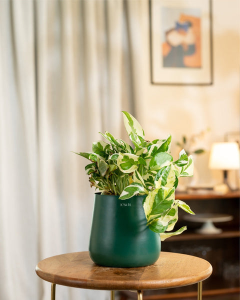 Money N'Joy Plant with Medium Metal Self Watering Pot