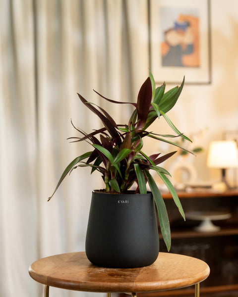 Oyster Plant with Medium Metal Self Watering Pot