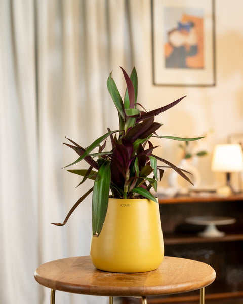 Oyster Plant with Medium Metal Self Watering Pot