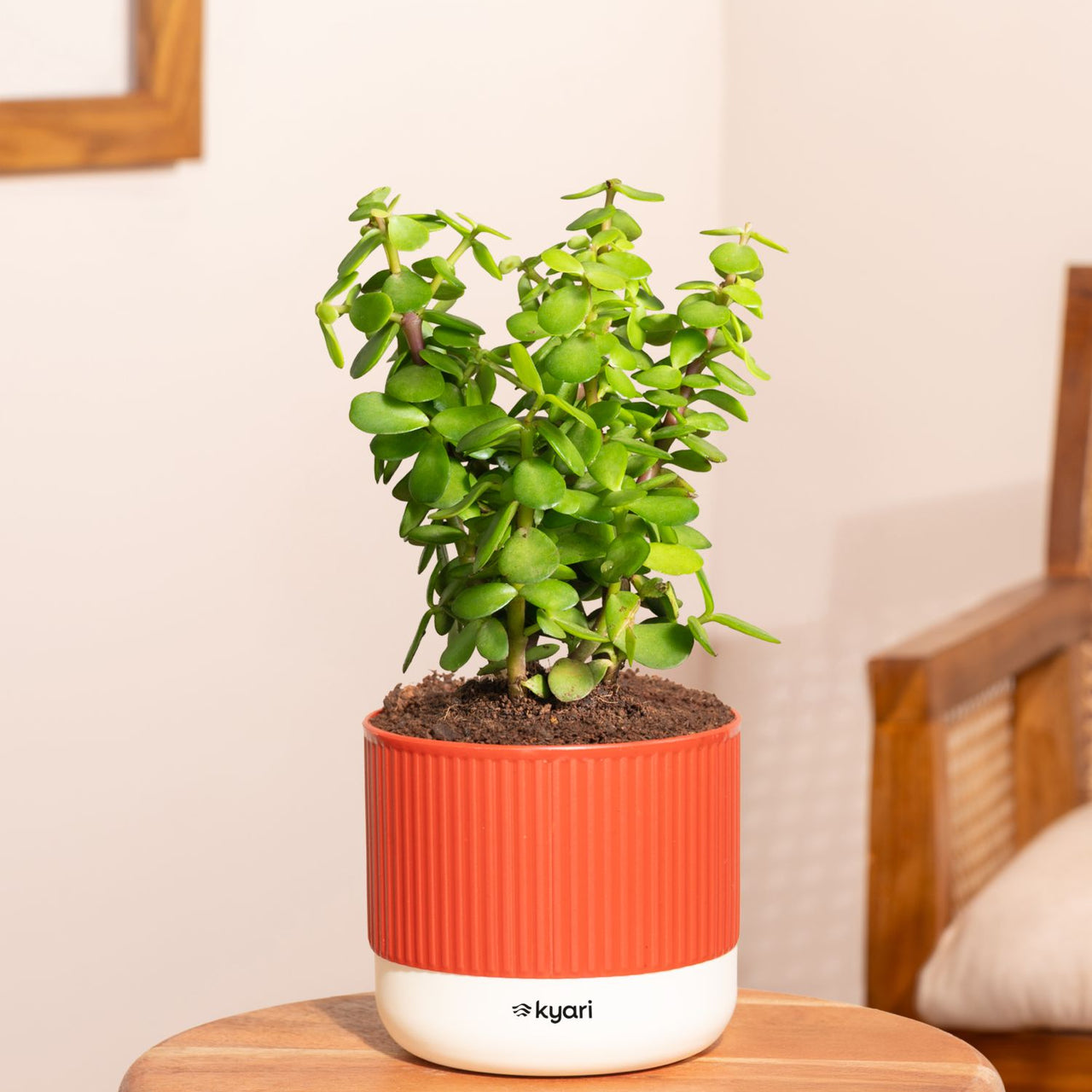 Collections – shop.kyari