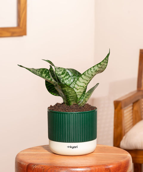 Green Snake Plant With Mylo Self Watering Pot