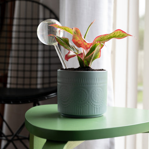 Plant Globe