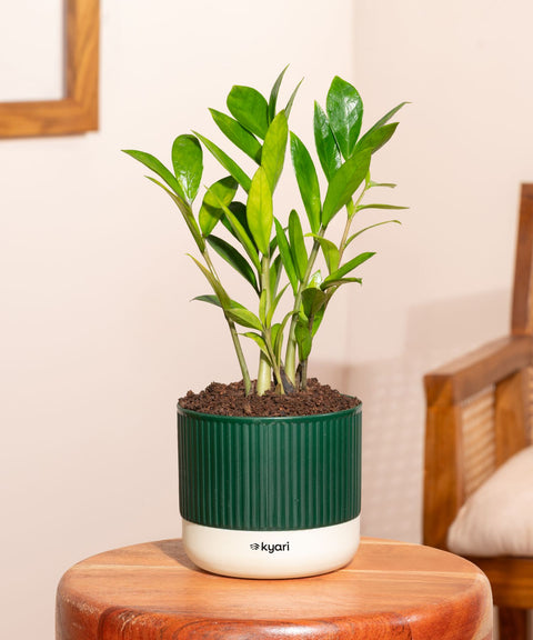 Zamia Green - ZZ Plant With Mylo Self Watering Pot