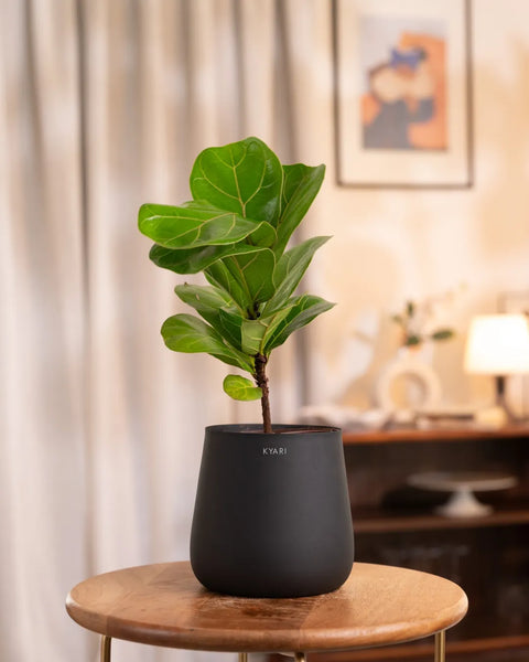 Fiddle Fig Plant with Medium Metal Self Watering Pot