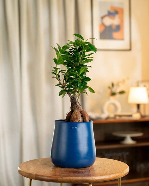 Lucky Bonsai Plant with Medium Metal Self Watering Pot