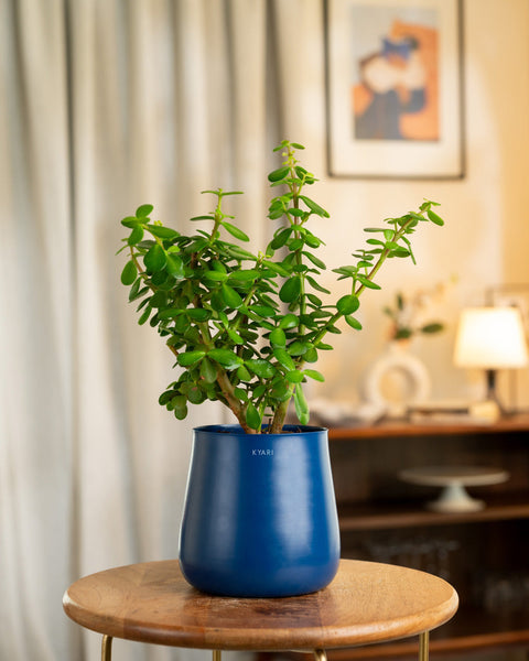 Lucky Jade Plant with Medium Metal Self Watering Pot