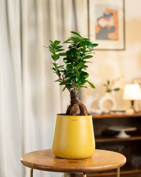 Lucky Bonsai Plant with Medium Metal Self Watering Pot