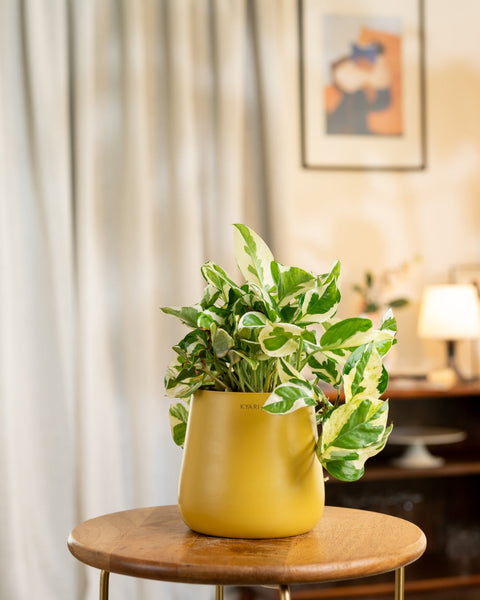 Money N'Joy Plant with Medium Metal Self Watering Pot
