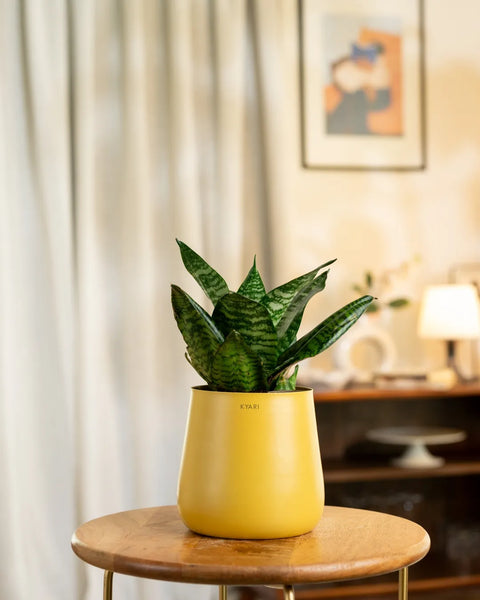 Green Snake Plant with Medium Metal Self Watering Pot