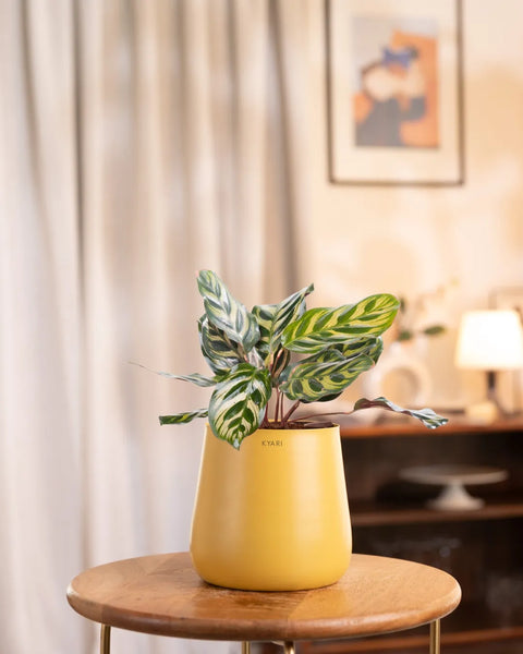 Peacock Plant with Medium Metal Self Watering Pot