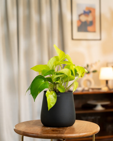 Golden Money Plant with Medium Metal Self Watering Pot