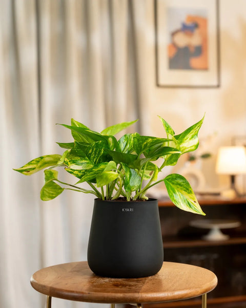 Money Variegated Plant with Medium Metal Self Watering Pot