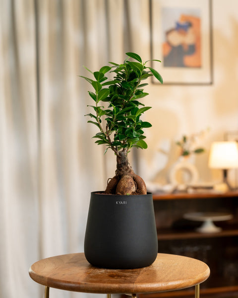 Lucky Bonsai Plant with Medium Metal Self Watering Pot