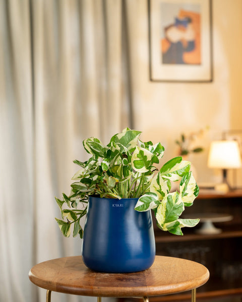 Money N'Joy Plant with Medium Metal Self Watering Pot
